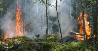 Vill du teckna en försäkring som ersätter skogsbrand?